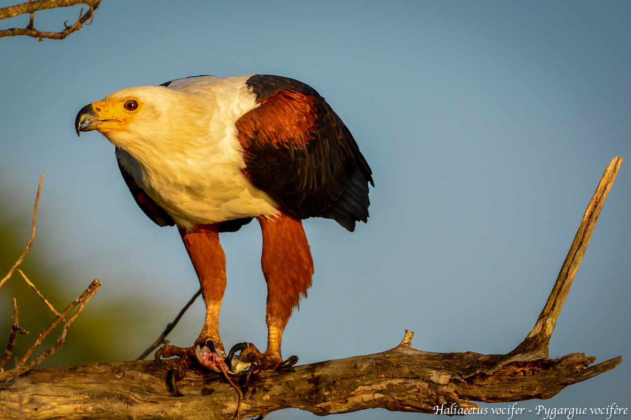 Haliaeetus vocifer